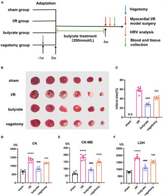 Oral Supplementation With Butyrate Improves Myocardial Ischemia/Reperfusion Injury via a Gut-Brain Neural Circuit